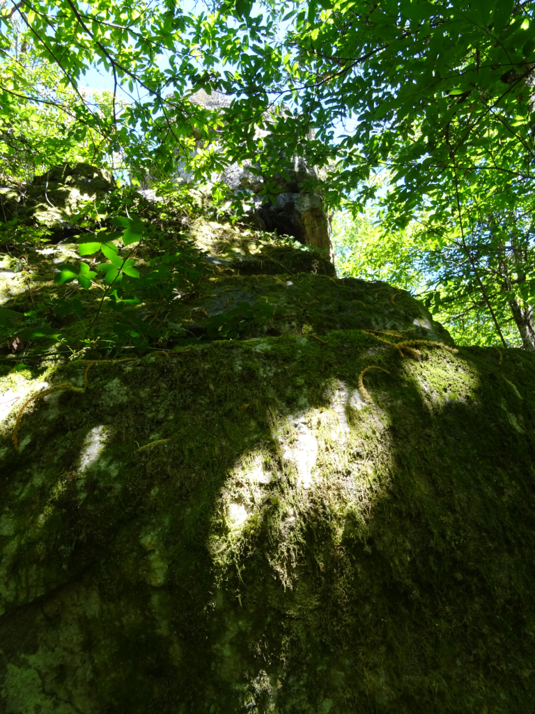 La mousse a recouvert le rocher
